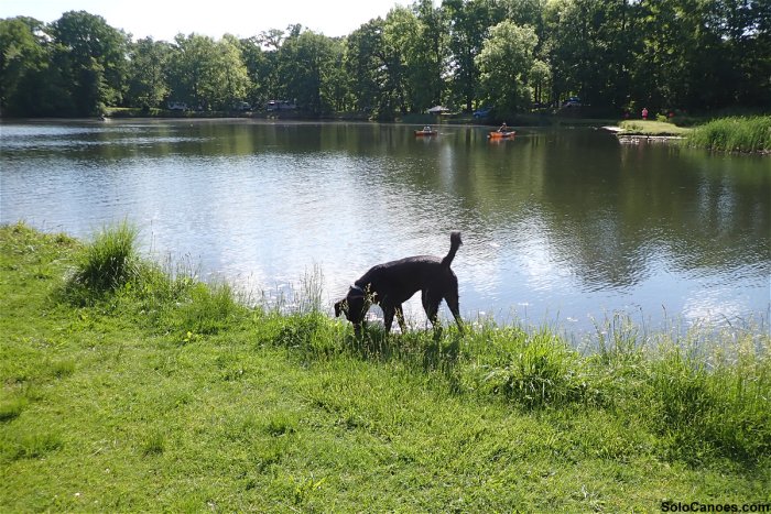 Rascal chasing frogs 